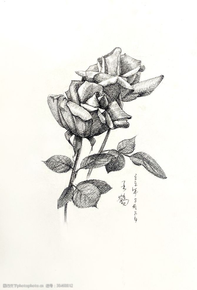 红玫瑰原创玫瑰写生素描