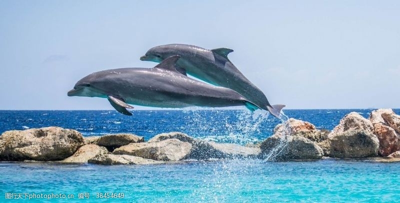 跳跃的海豚海豚