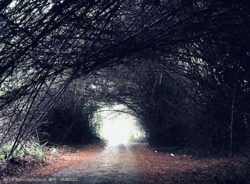 奇妙自然奇妙的植物隧道