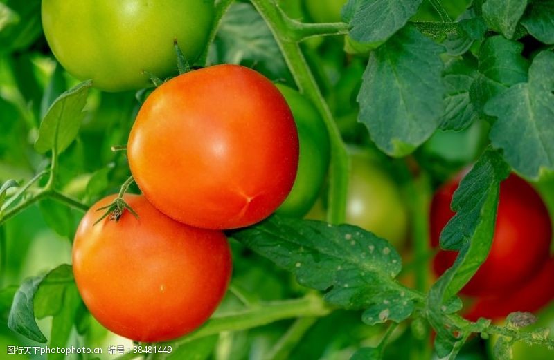 蔬菜海报西红柿