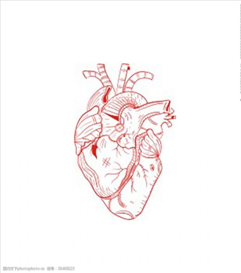 器官心脏视图