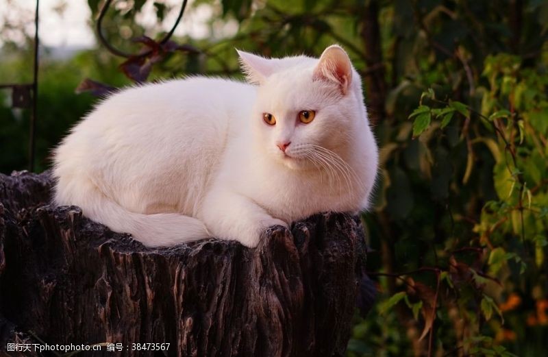 白色小猫猫咪