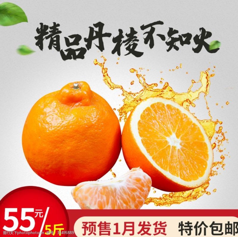 柑橘背景精品丹桔不知火