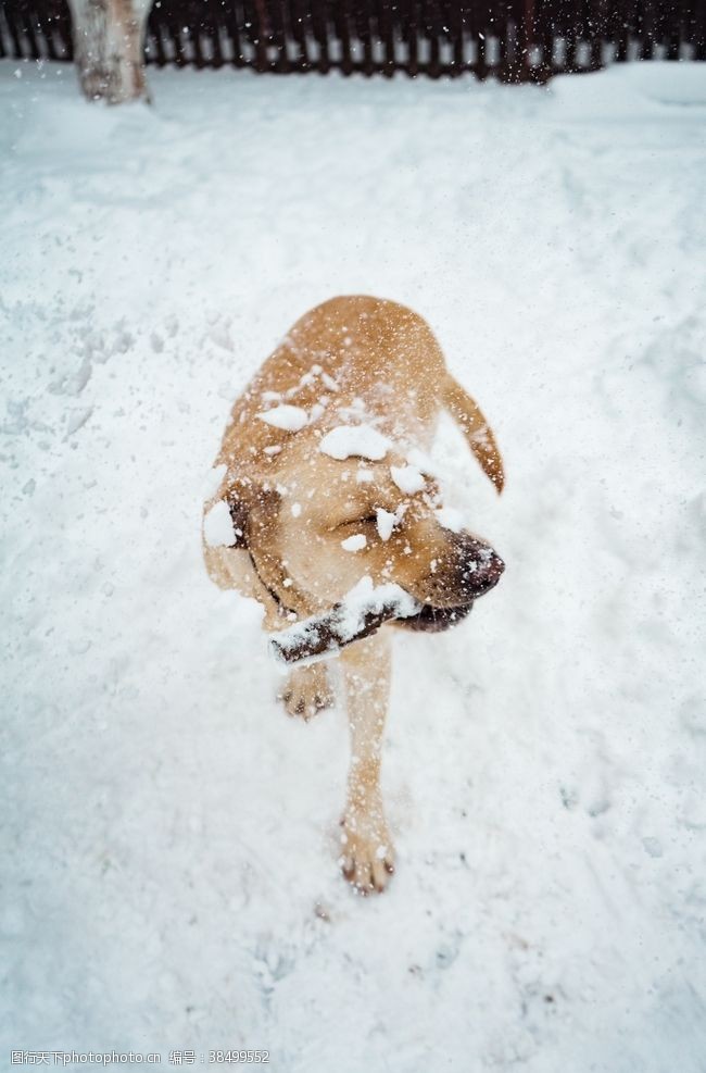 雪地动物图片免费下载 雪地动物素材 雪地动物模板 图行天下素材网