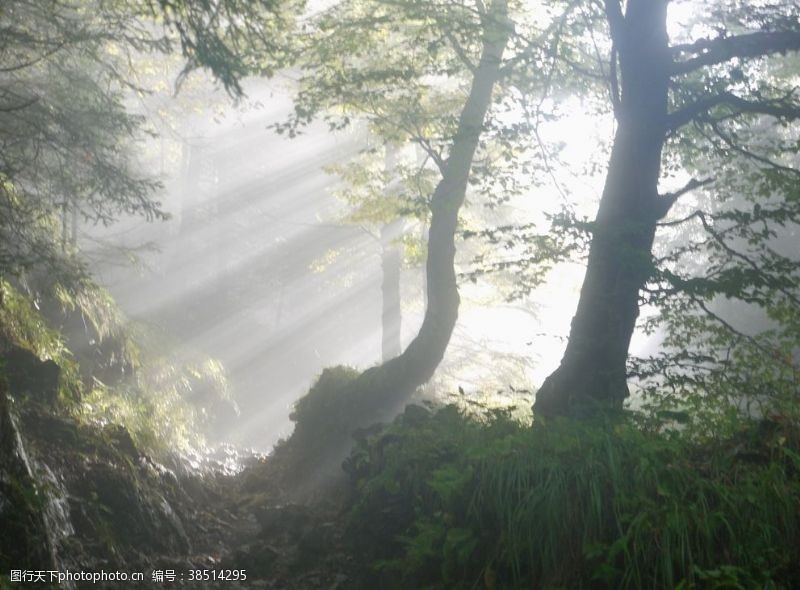 森林野外光线自然生态背景素材