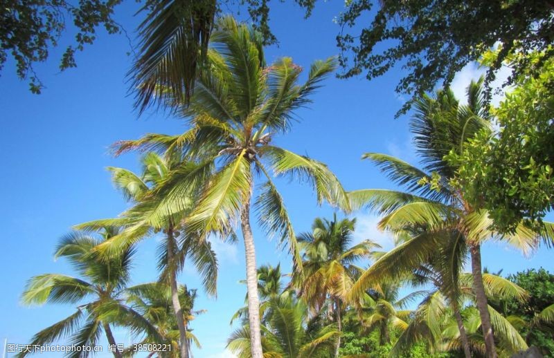 椰子汁背景椰子树