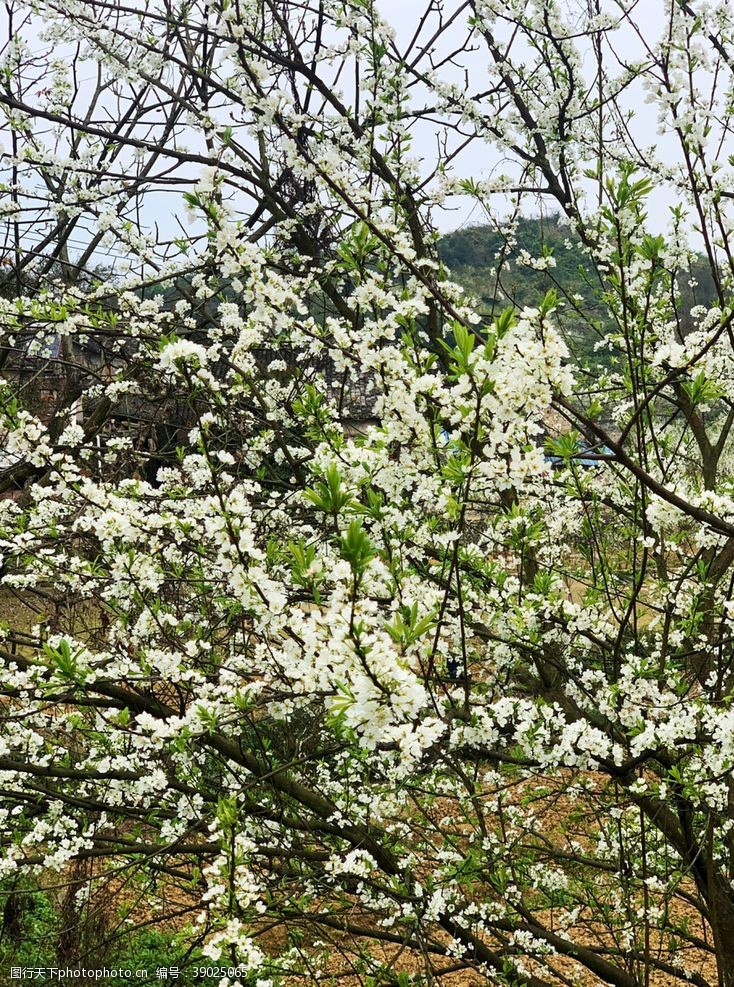 美丽春天一颗开满树的花图片