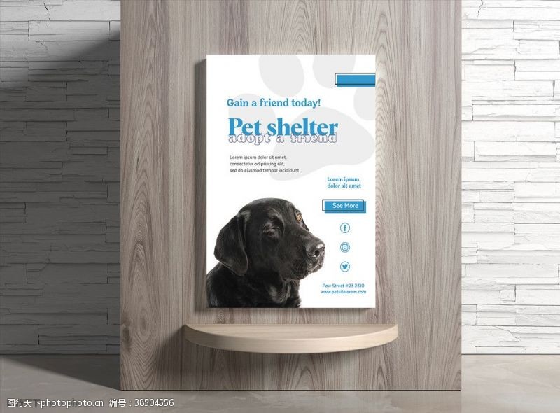 宠物洗澡宠物海报