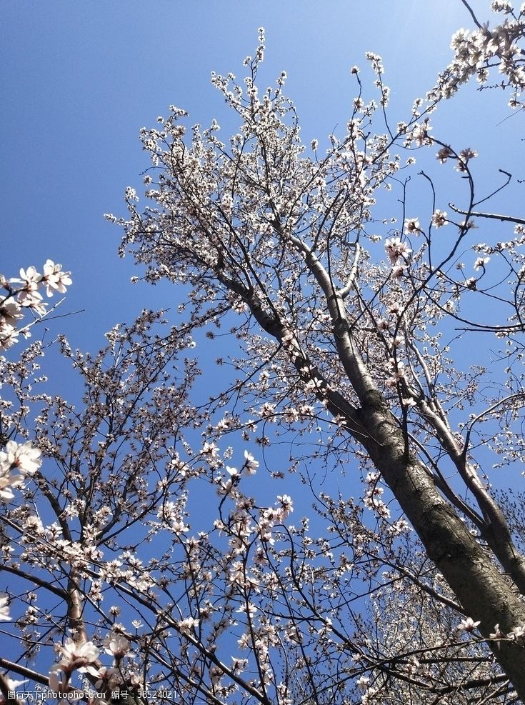 春风十里桃树