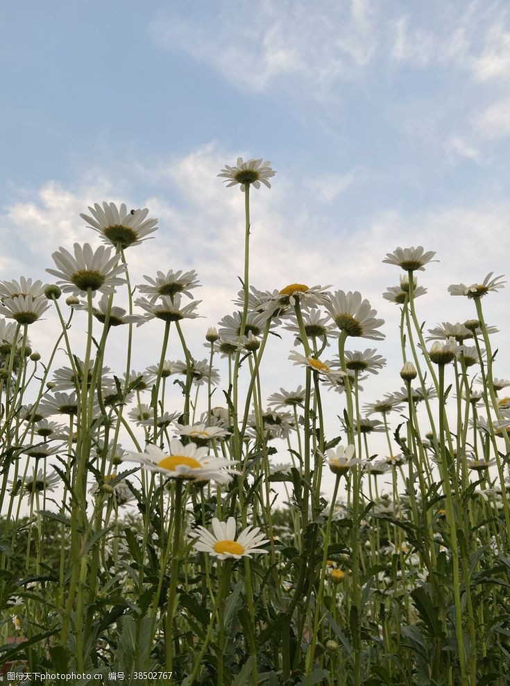 居然之家小雏菊