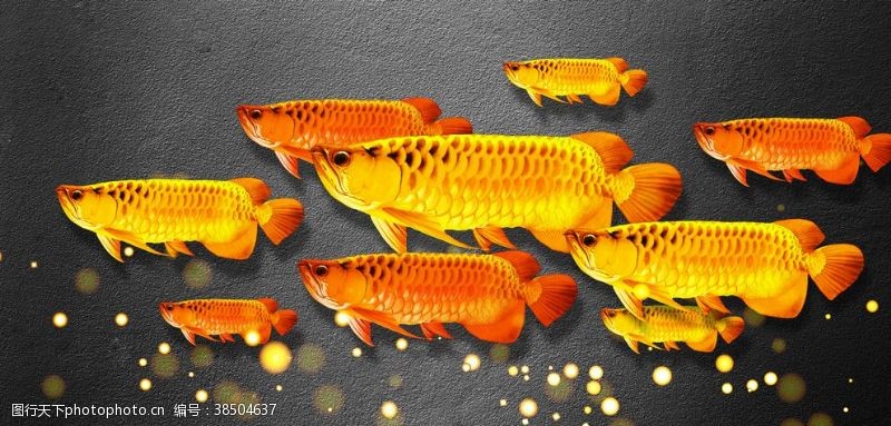 横联新中式金色金龙鱼锦鲤装饰画