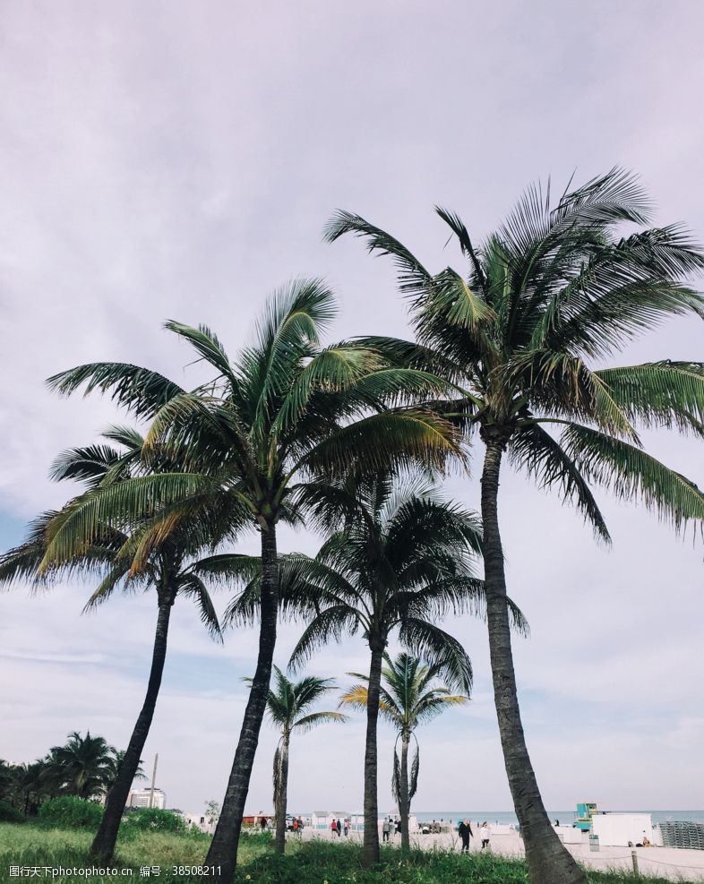 椰子汁背景椰子树