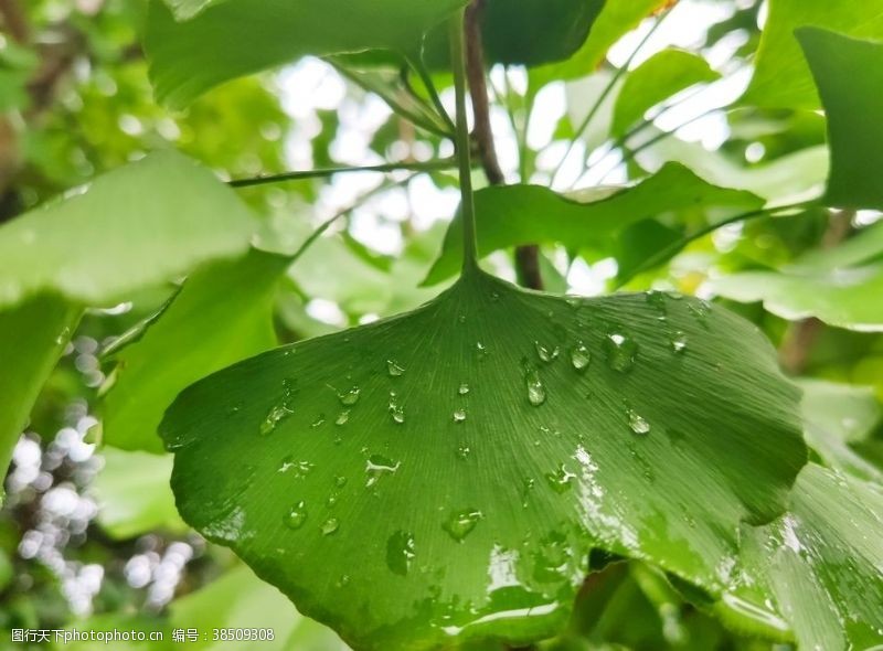 水滴图案雨后银杏叶