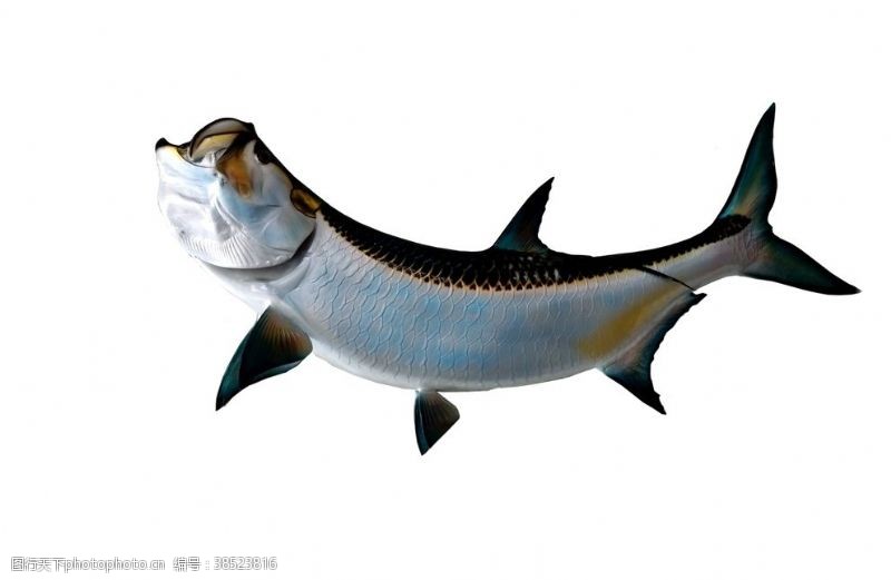 爱乐章大海鲢的鱼