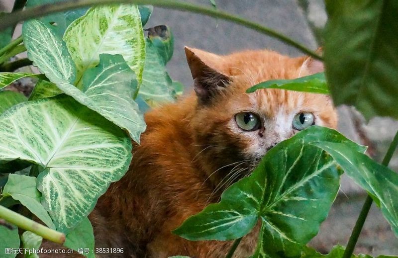 灌木中的流浪猫