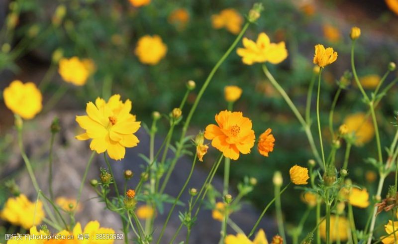 百花齐放菊花