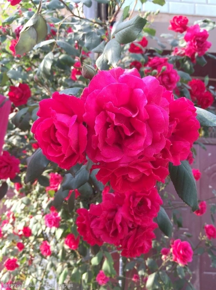 红玫瑰玫瑰花