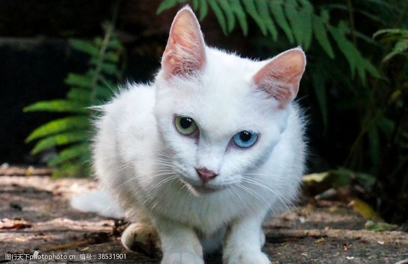 流浪猫双色瞳白猫