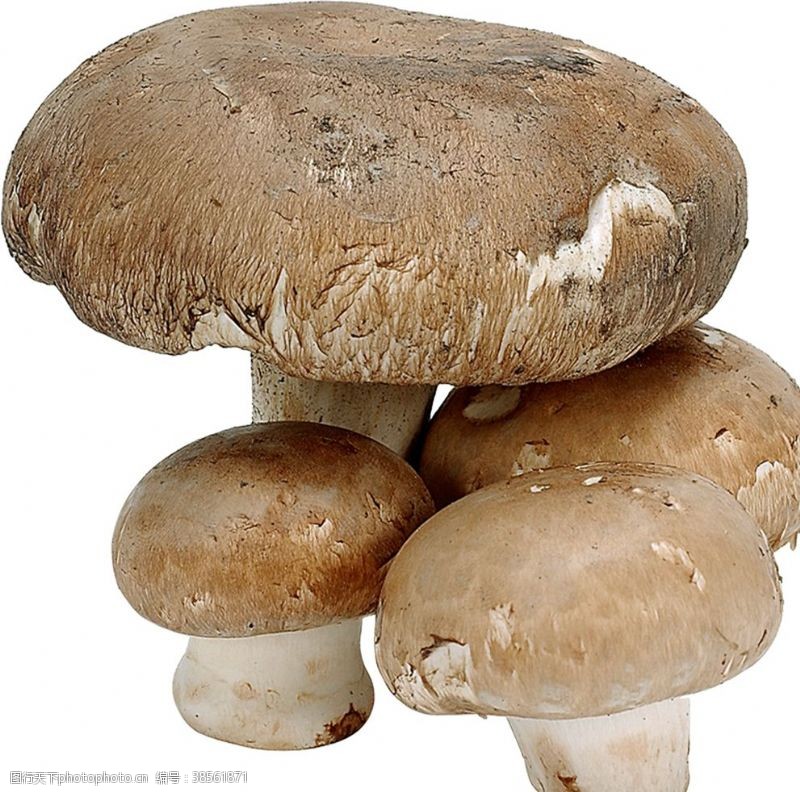 鸡腿菇好吃的蘑菇