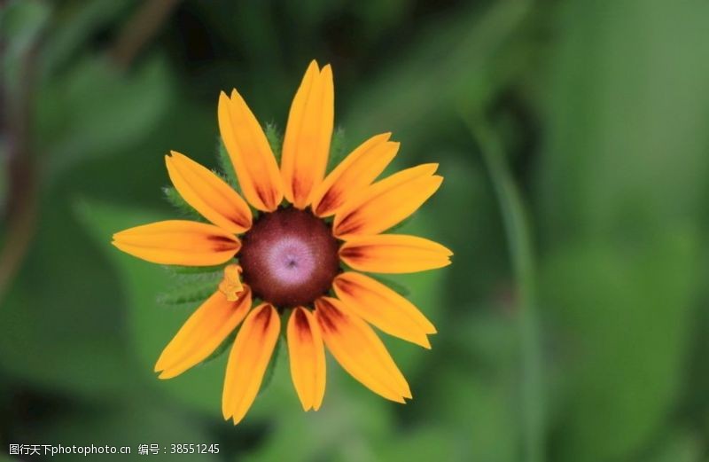 夏日艳阳黄色的花