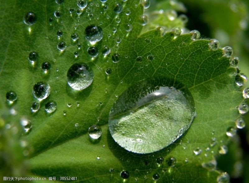 叶上水滴绿叶上的水滴