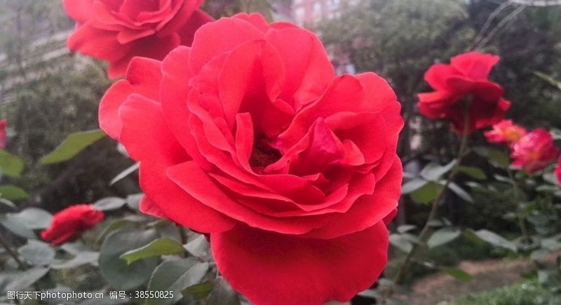 红玫瑰玫瑰花素材