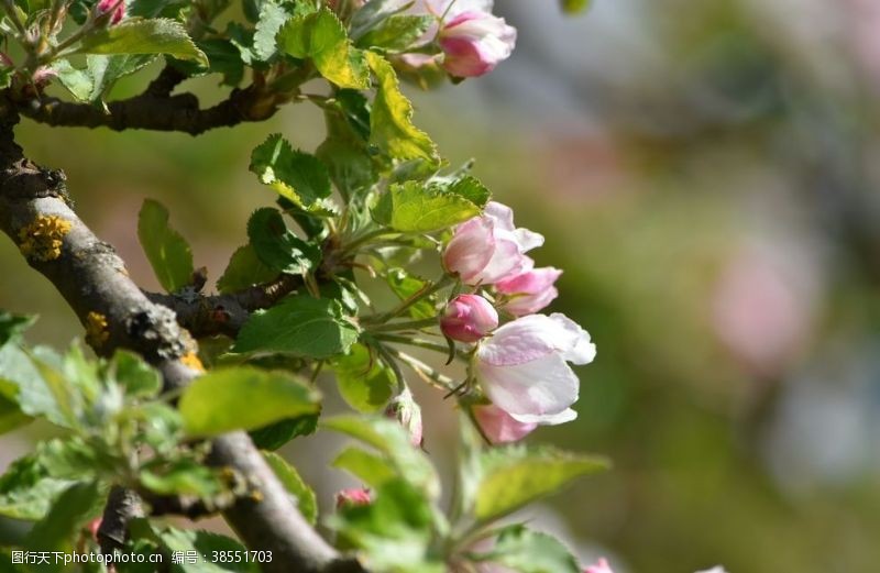 春季水果苹果花