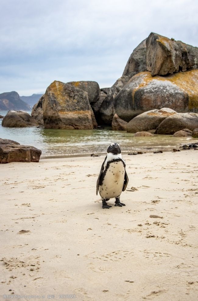 北极企鹅图片素材