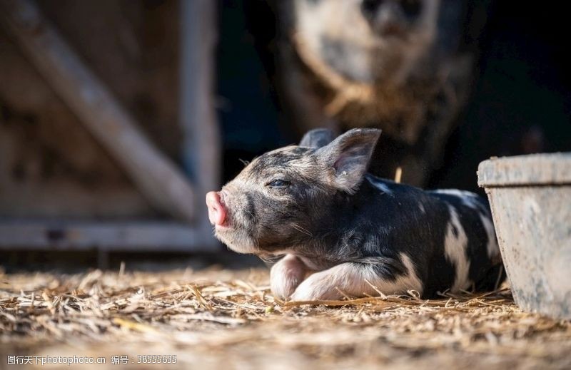生猪养殖猪崽背景