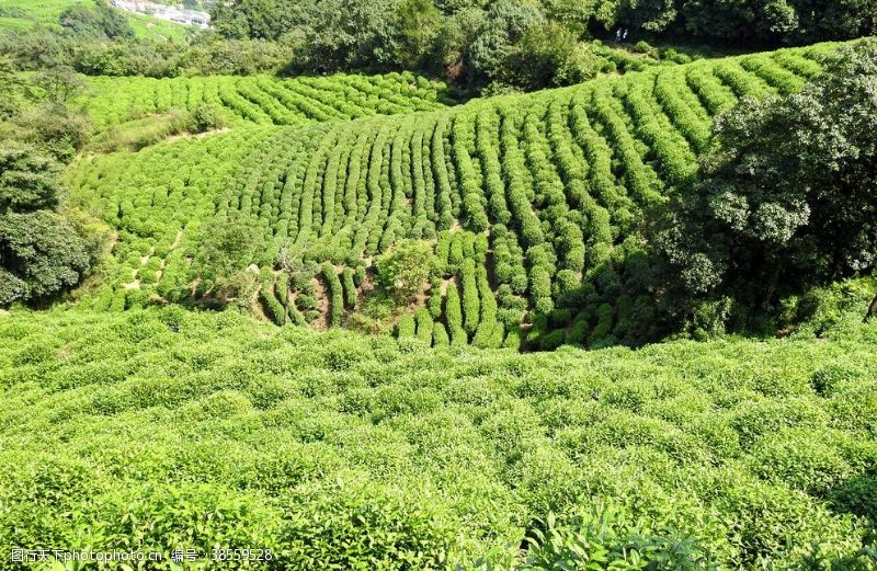 茶叶名片茶园风景