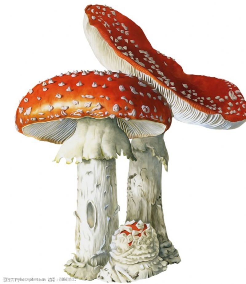 鸡腿菇毒蘑菇