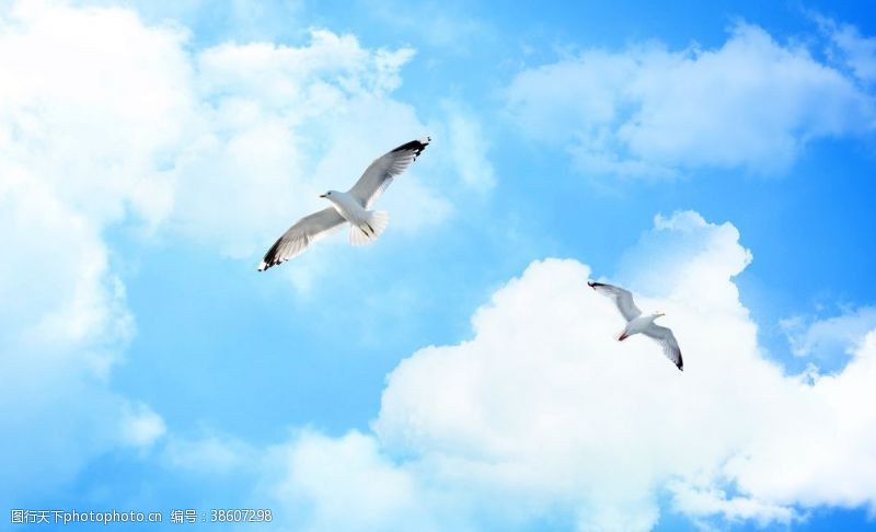 高清白鸽蓝天白云自由飞翔