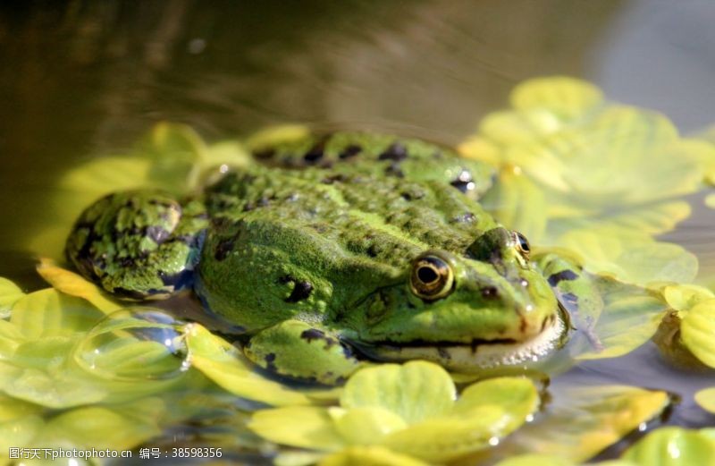 绿色青蛙青蛙