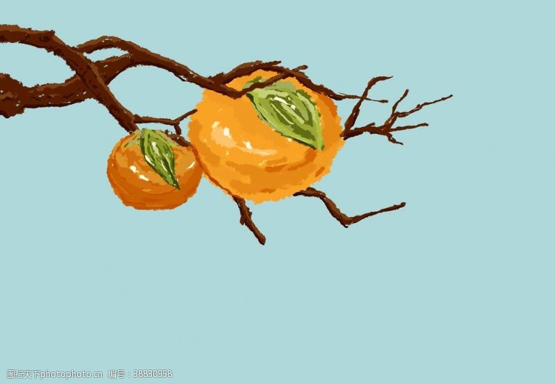 树木插画手绘柿子