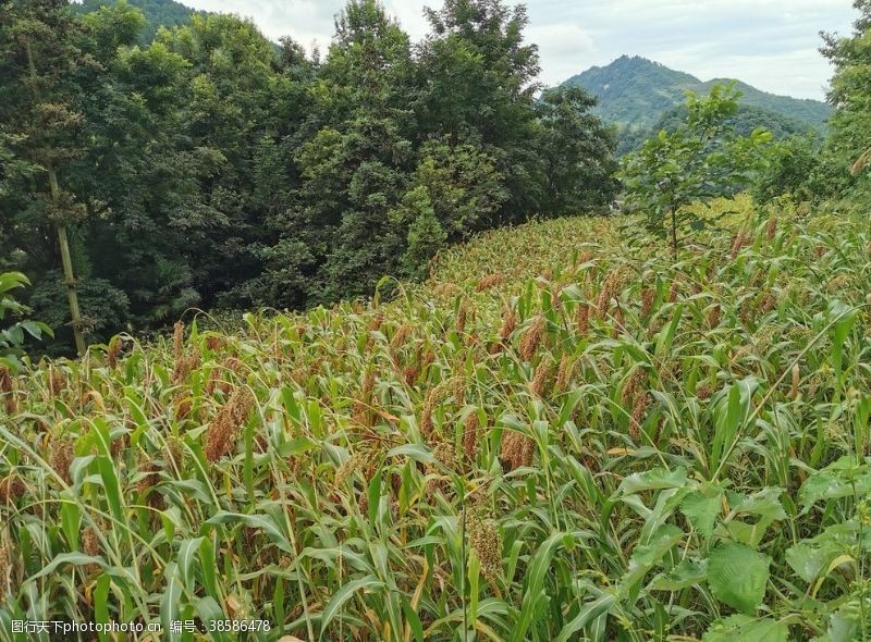 一片高粱地