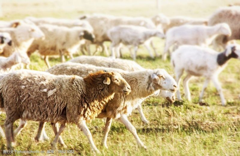 春天的背景草地羊群