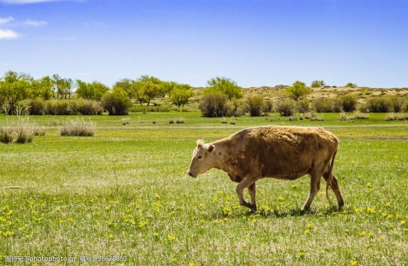 春天的背景草原牛