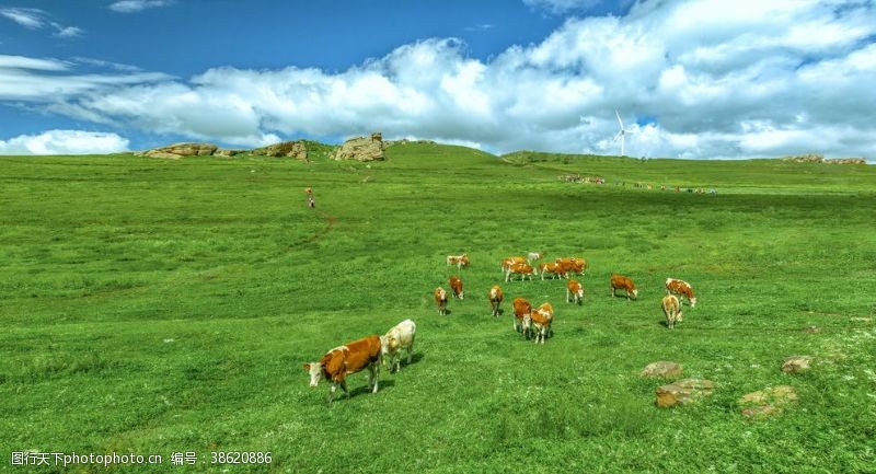 春天的背景草原牛群