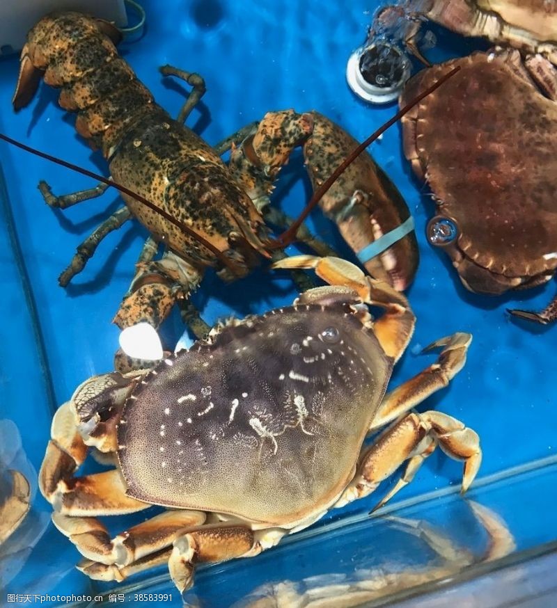 生猛海鲜帝王蟹和大龙虾