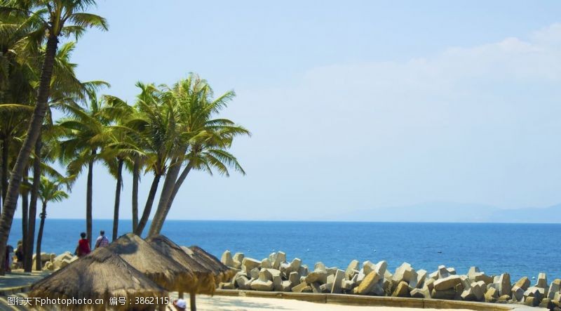 海南海边椰树