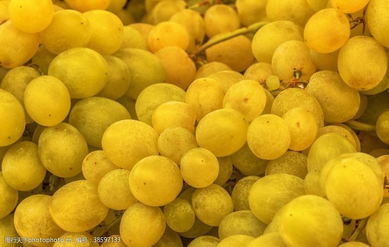 葡萄栽培青葡萄
