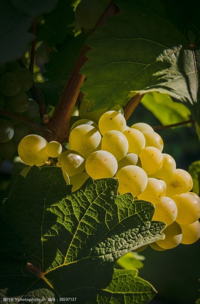 葡萄栽培青葡萄