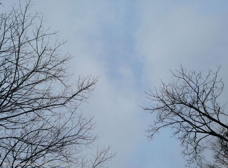 太空树与天空