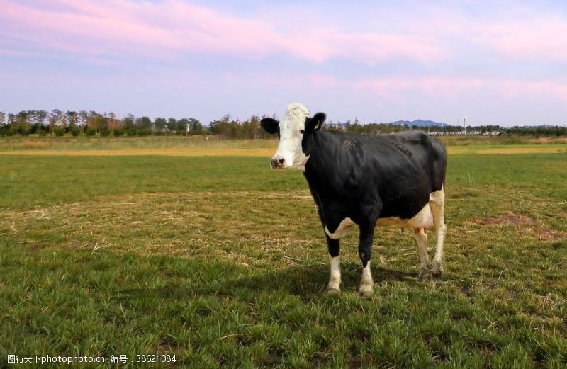 春天的背景草地牛