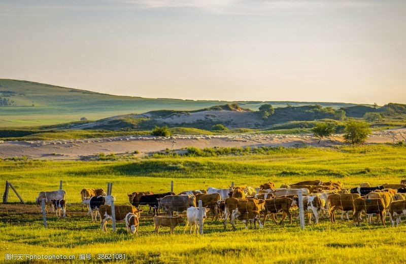 春天的背景草地牛群