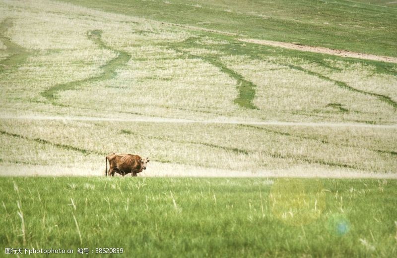 春天的背景草原牦牛