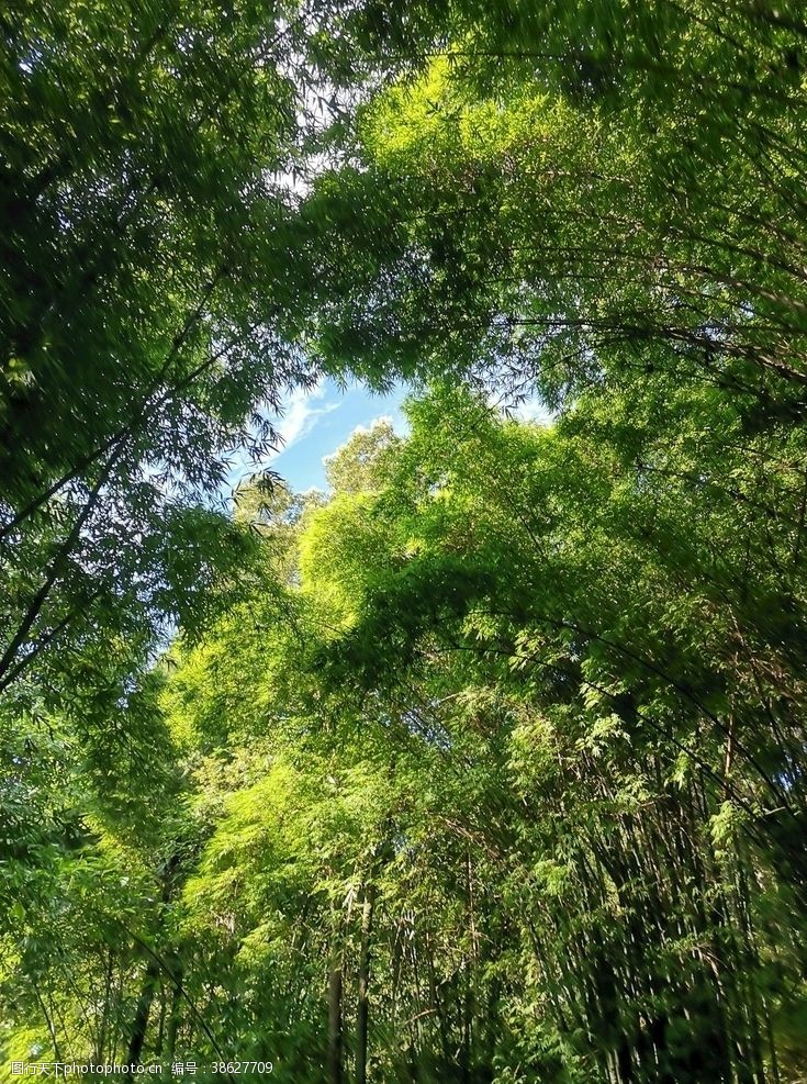 夏季凉爽透过竹林的光