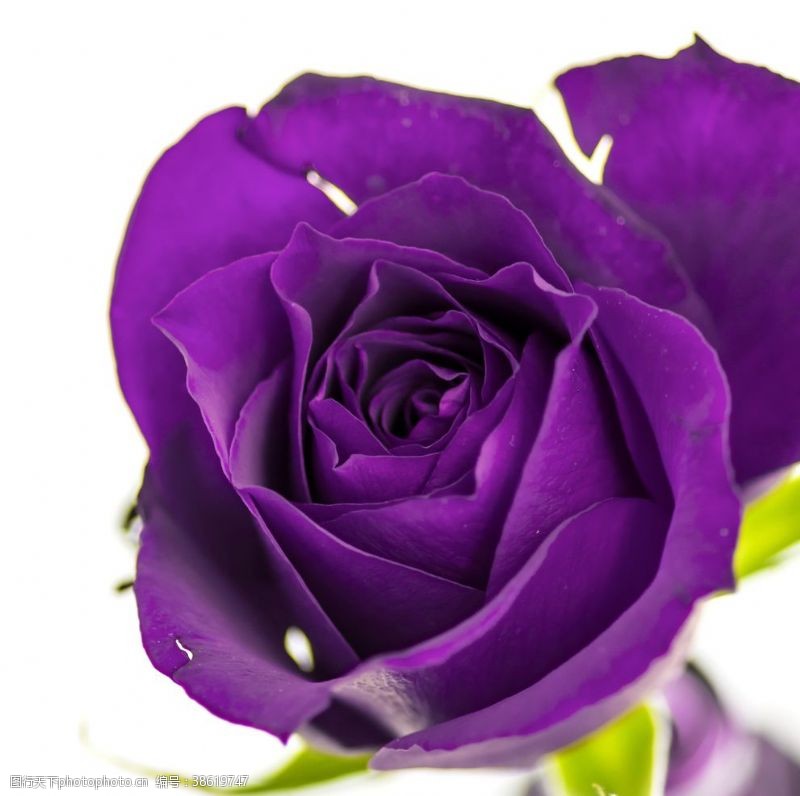 紫色花纹紫玫瑰