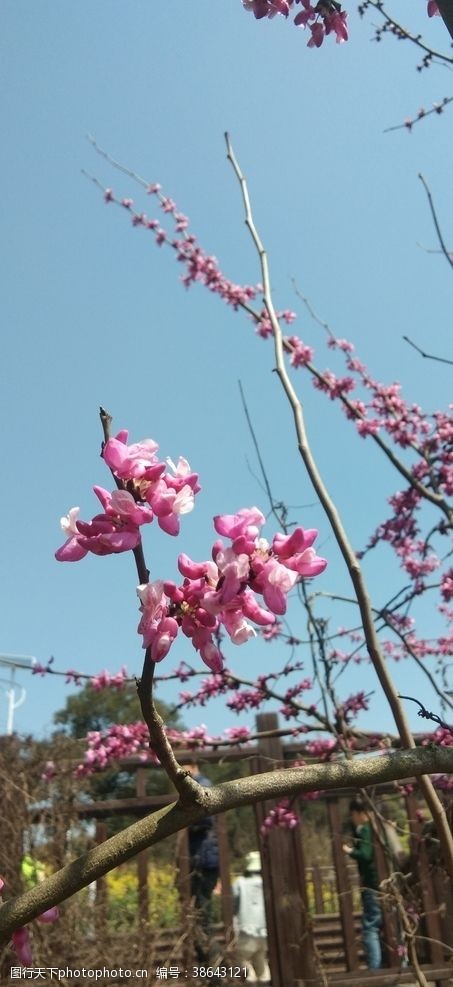 紫荆花紫薇花