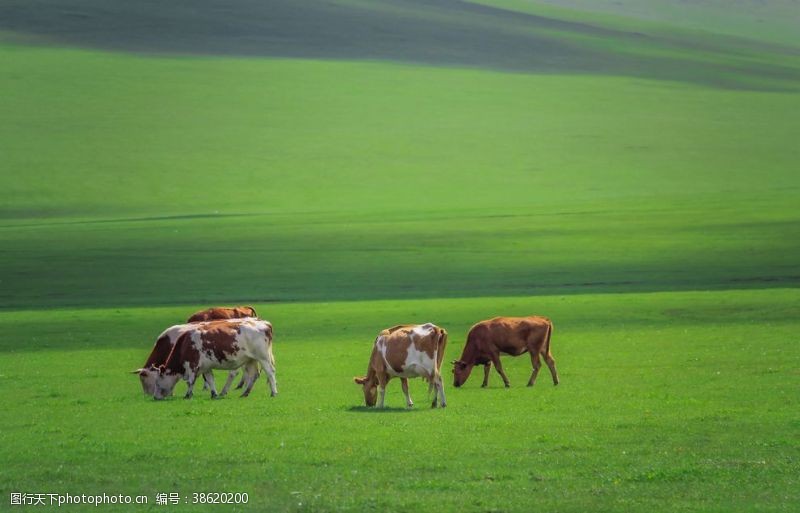 春天的背景草原牛群